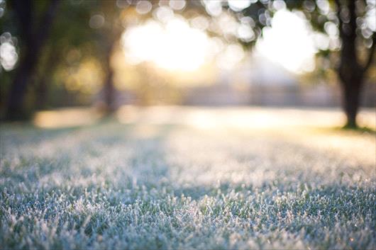 snow on grass blades