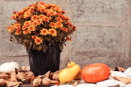 Fall Flower Planting